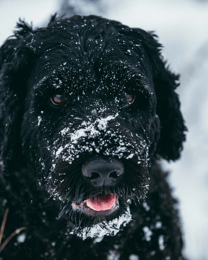 Plaza Hotel: Urlaub mit Hund auf der Seiser Alm Plaza Hotel: Urlaub mit Hund auf der Seiser Alm