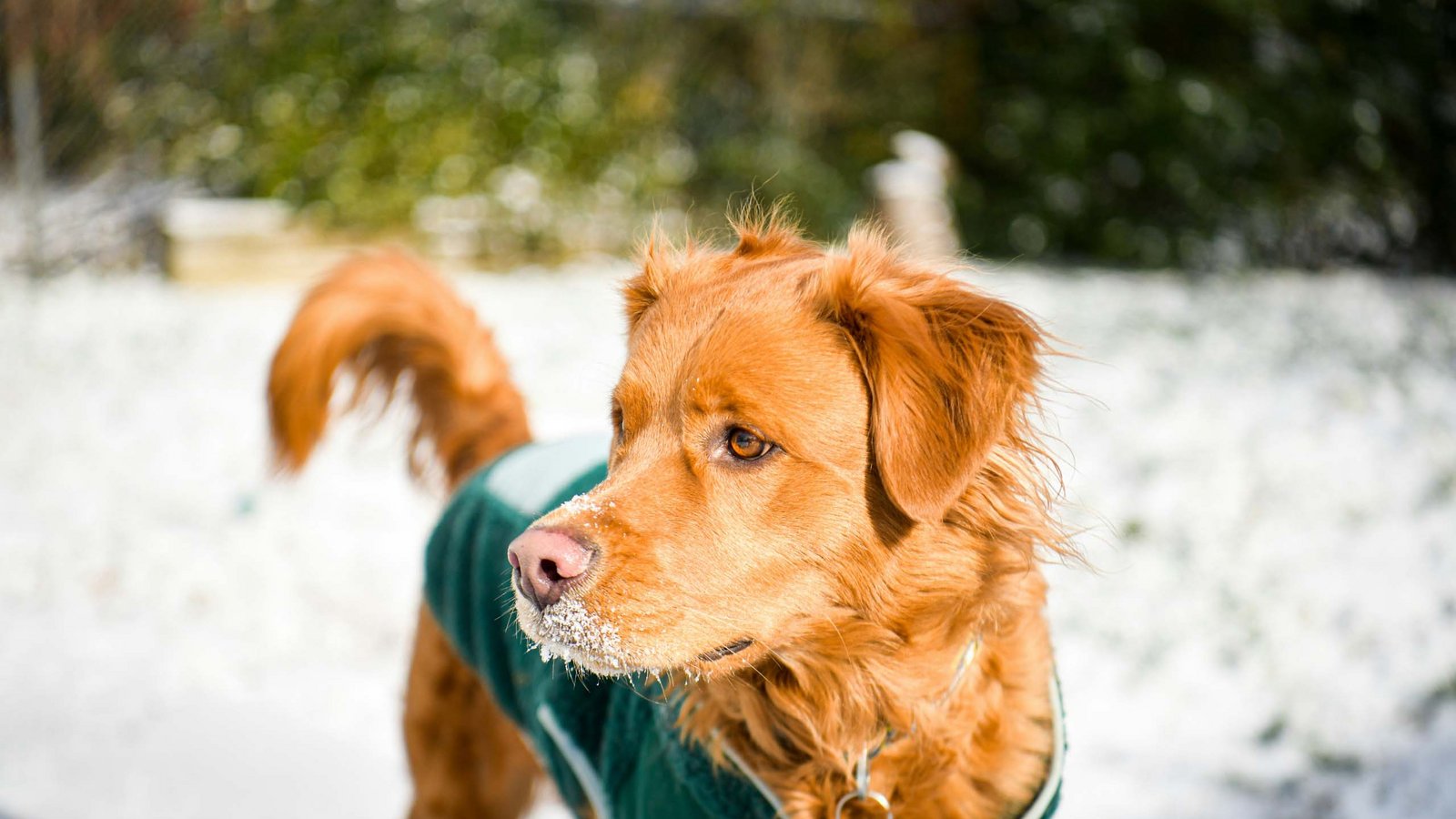 Plaza Hotel: holidays in the Dolomites with your dog Plaza Hotel: holidays in the Dolomites with your dog