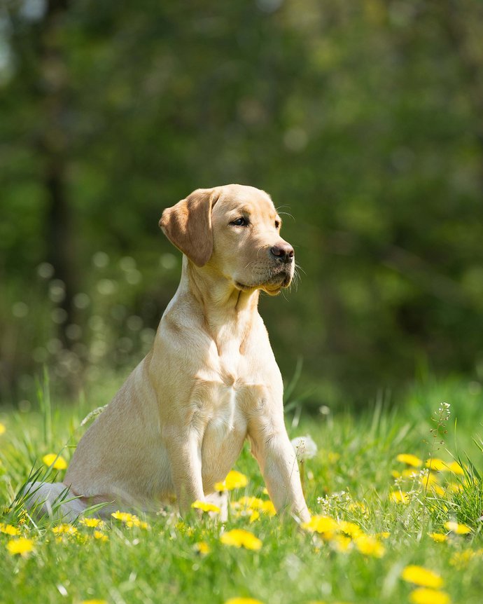 Plaza Hotel: Urlaub mit Hund auf der Seiser Alm Plaza Hotel: Urlaub mit Hund auf der Seiser Alm