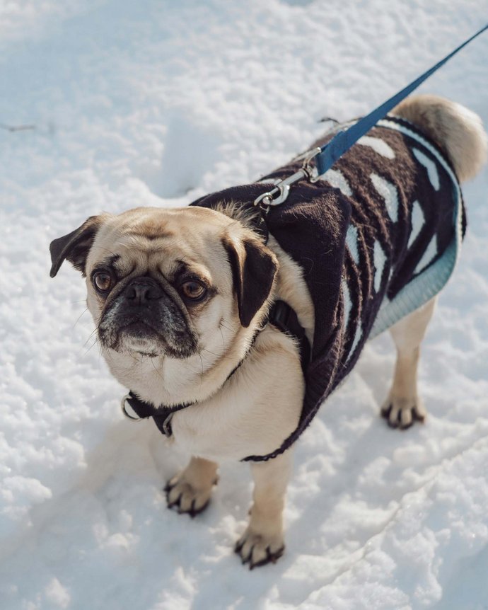 Hotel auf der Seiser Alm, in dem Hunde willkommen sind Hotel auf der Seiser Alm, in dem Hunde willkommen sind